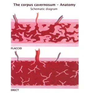 ERECTILE DYSFUNCTION TREATMENT